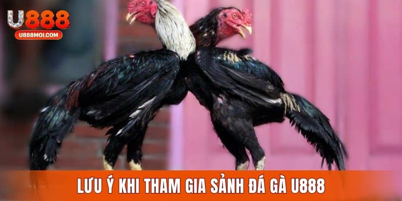 Lưu ý quan trọng khi tham gia cá cược đá gà U888